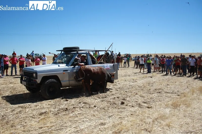 Macotera celebraba este viernes su XX encierro a caballo
