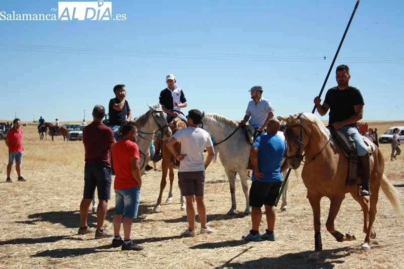 Macotera celebraba este viernes su XX encierro a caballo