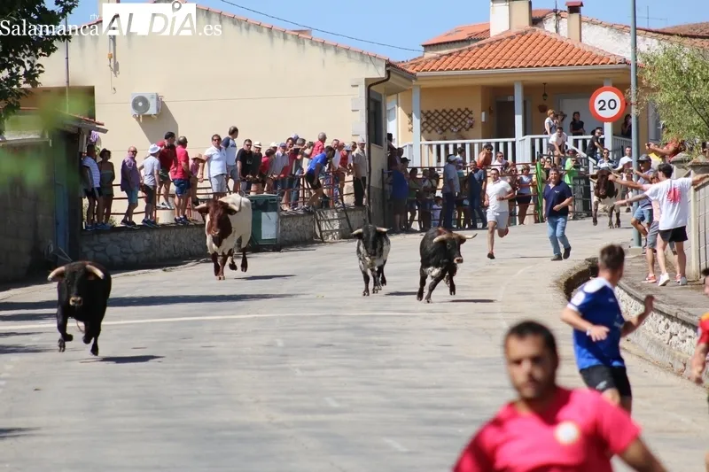 Segundo encierro de las fiestas de Saucelle / CORRAL