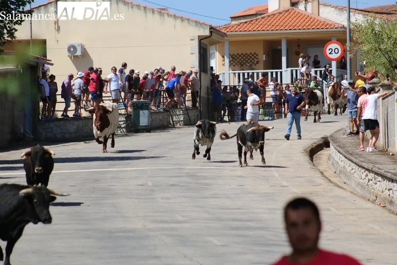 Segundo encierro de las fiestas de Saucelle / CORRAL