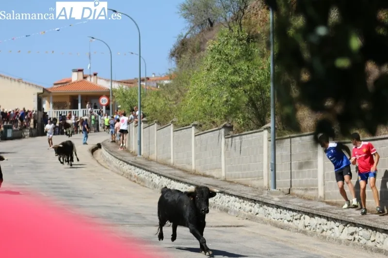 Segundo encierro de las fiestas de Saucelle / CORRAL