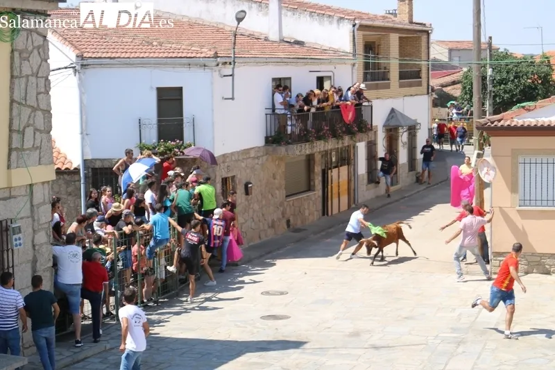 Encierro de vaquillas de Rollanejo en las fiestas de Peralejos de Abajo / CORRAL