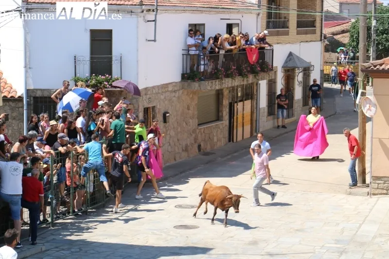 Encierro de vaquillas de Rollanejo en las fiestas de Peralejos de Abajo / CORRAL