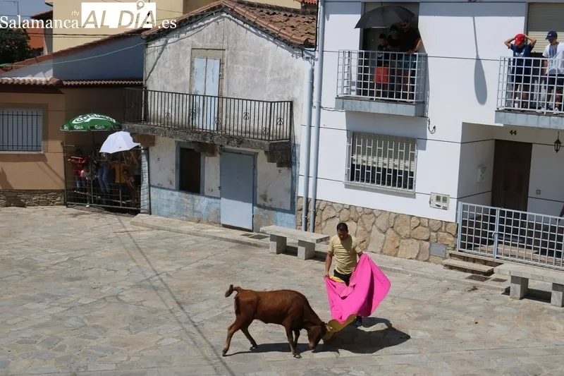 Encierro de vaquillas de Rollanejo en las fiestas de Peralejos de Abajo / CORRAL