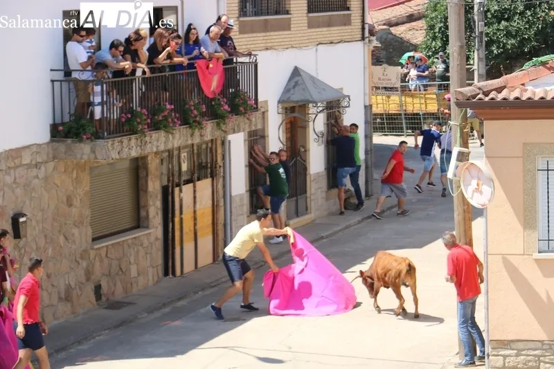 Encierro de vaquillas de Rollanejo en las fiestas de Peralejos de Abajo / CORRAL
