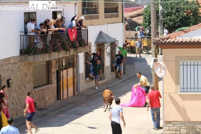 Encierro de vaquillas de Rollanejo en las fiestas de Peralejos de Abajo / CORRAL
