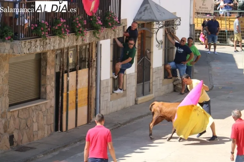 Encierro de vaquillas de Rollanejo en las fiestas de Peralejos de Abajo / CORRAL