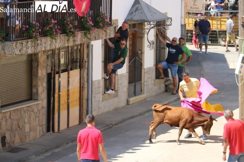 Encierro de vaquillas de Rollanejo en las fiestas de Peralejos de Abajo / CORRAL