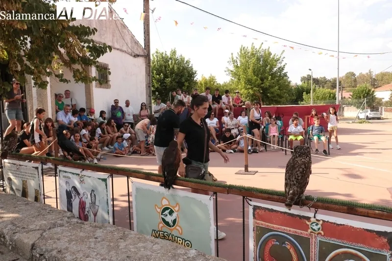 Exhibición de cetrería en Saldeana a cargo de Avesaurio de Isla Tortuga / CORRAL 