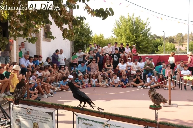 Exhibición de cetrería en Saldeana a cargo de Avesaurio de Isla Tortuga / CORRAL 