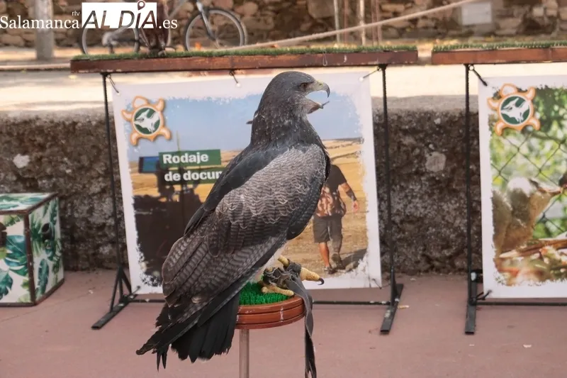 Exhibición de cetrería en Saldeana a cargo de Avesaurio de Isla Tortuga / CORRAL 