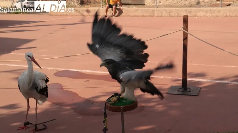 Exhibición de cetrería en Saldeana a cargo de Avesaurio de Isla Tortuga / CORRAL 