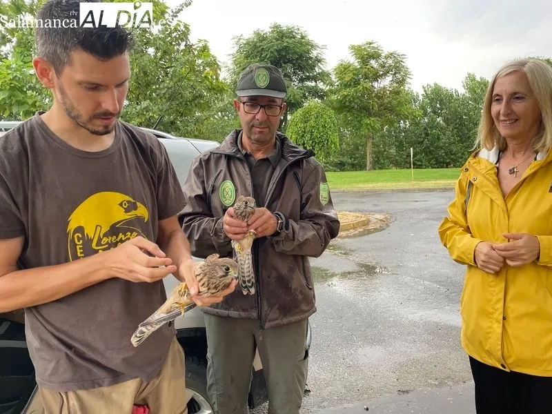 Foto 7 - Devueltas a la naturaleza doce aves tratadas en el Centro de Recuperaci&oacute;n de Fauna &lsquo;Las Dunas&rsquo;