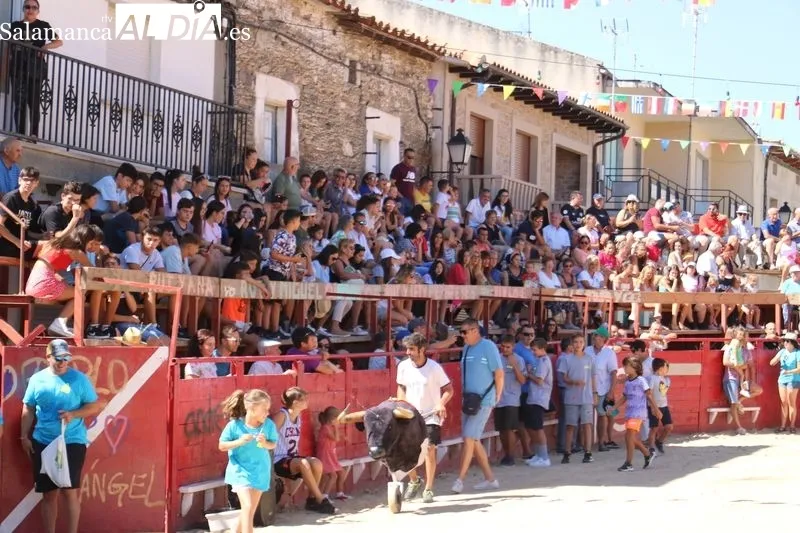 Bien presentados los novillos de Ignacio López Chaves en el primer encierro de las fiestas de Vilvestre / CORRAL 