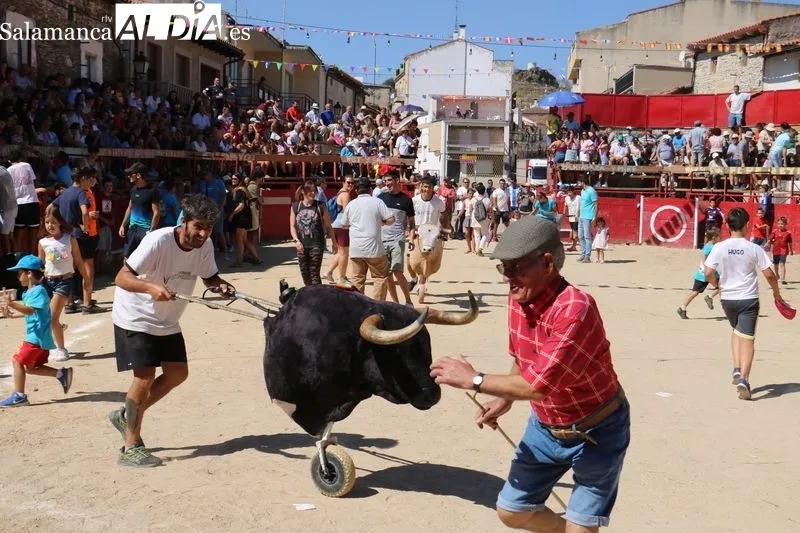Bien presentados los novillos de Ignacio López Chaves en el primer encierro de las fiestas de Vilvestre / CORRAL 