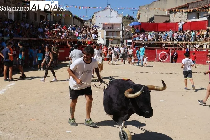 Bien presentados los novillos de Ignacio López Chaves en el primer encierro de las fiestas de Vilvestre / CORRAL 