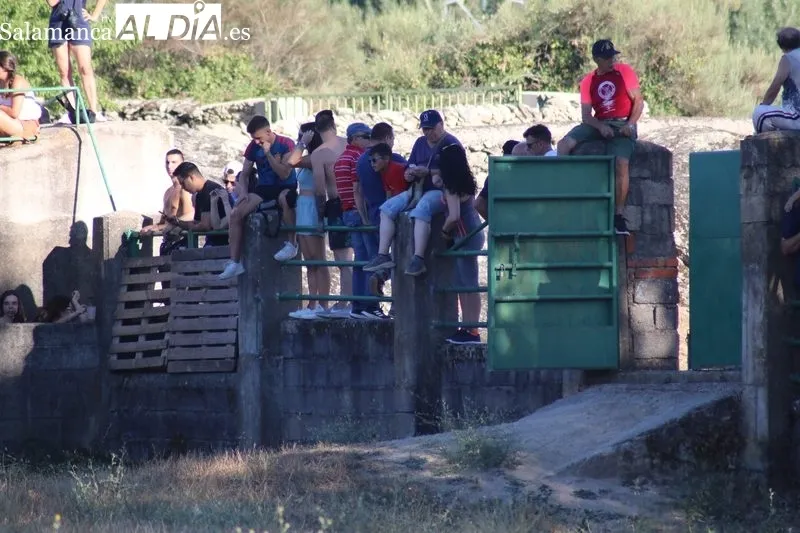 Desenjaule de los 16 novillos de las cuatro ganaderías que lidiarán en Aldeadávila entre el 25 y 28 de agosto / CORRAL 