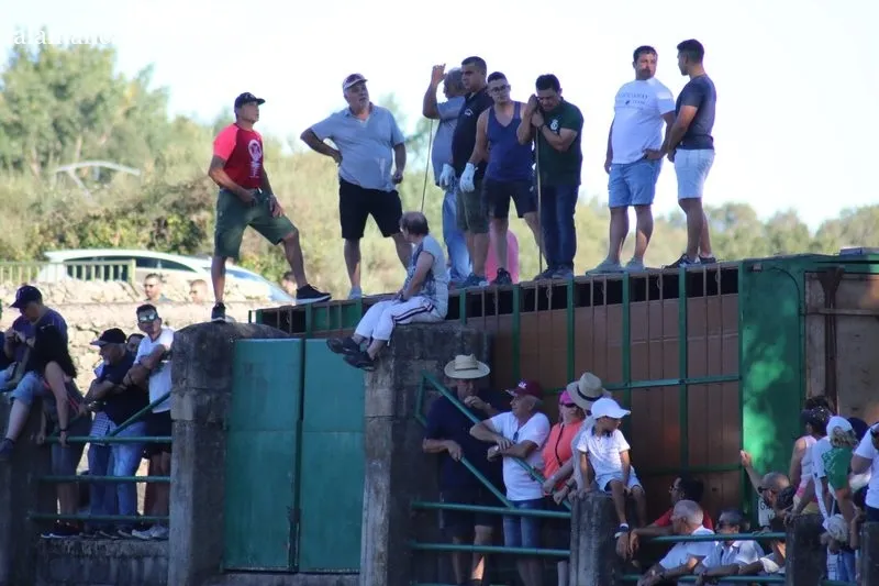 Desenjaule de los 16 novillos de las cuatro ganaderías que lidiarán en Aldeadávila entre el 25 y 28 de agosto / CORRAL 