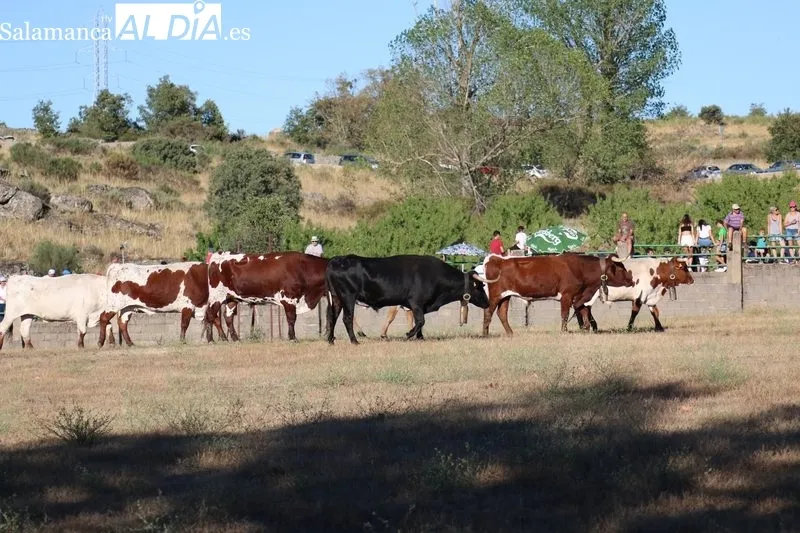 Desenjaule de los 16 novillos de las cuatro ganaderías que lidiarán en Aldeadávila entre el 25 y 28 de agosto / CORRAL 