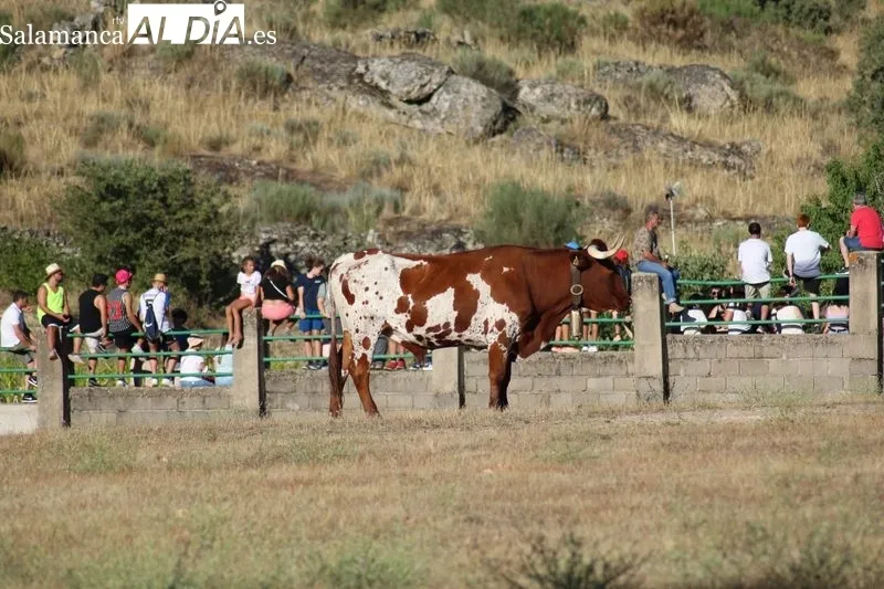 Desenjaule de los 16 novillos de las cuatro ganaderías que lidiarán en Aldeadávila entre el 25 y 28 de agosto / CORRAL 