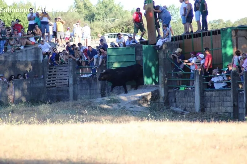 Desenjaule de los 16 novillos de las cuatro ganaderías que lidiarán en Aldeadávila entre el 25 y 28 de agosto / CORRAL 