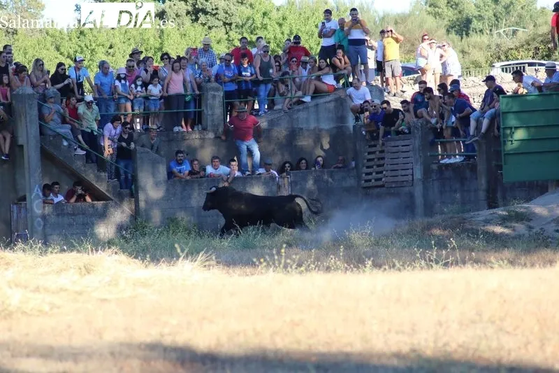 Desenjaule de los 16 novillos de las cuatro ganaderías que lidiarán en Aldeadávila entre el 25 y 28 de agosto / CORRAL 
