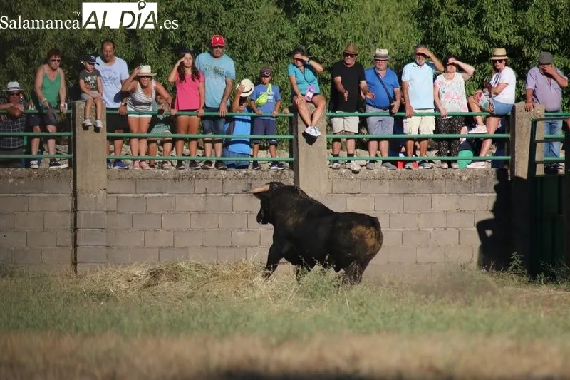 Desenjaule de los 16 novillos de las cuatro ganaderías que lidiarán en Aldeadávila entre el 25 y 28 de agosto / CORRAL 