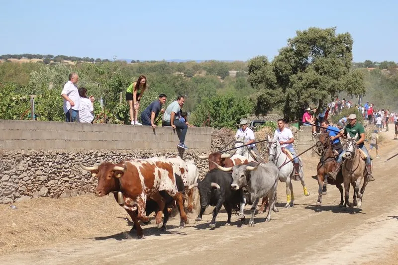 Foto 3 - Lumbrales despide las fiestas con un desigual encierro a caballo