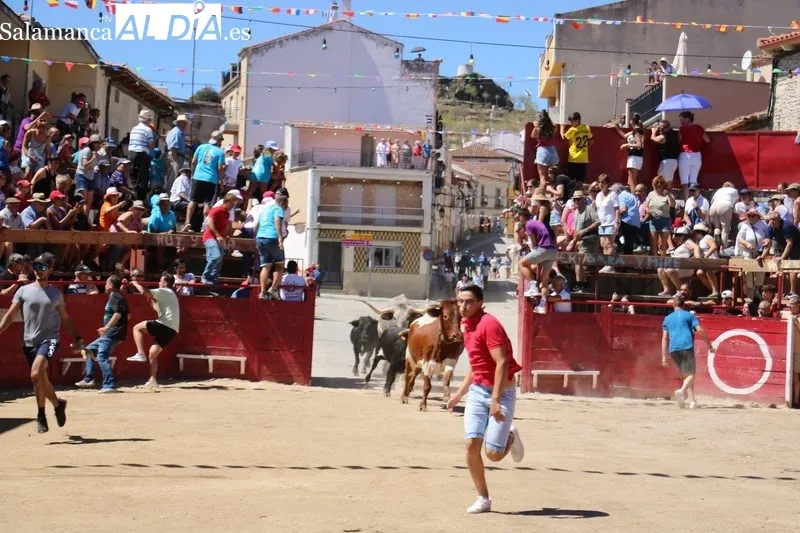 Segundo encierro de las fiestas de Vilvestre, festejo en el que se corrieron cuatro novillos de Hermanos Cañero / CORRAL 