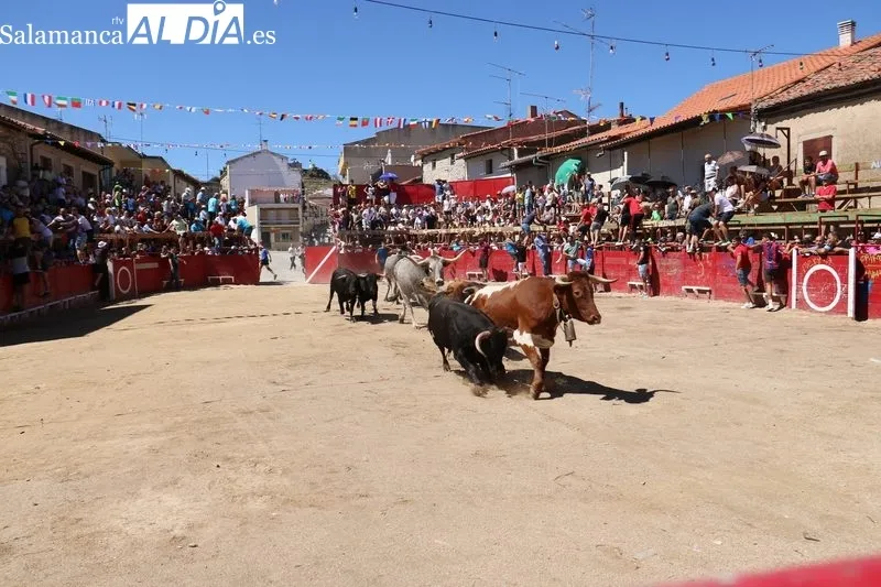 Segundo encierro de las fiestas de Vilvestre, festejo en el que se corrieron cuatro novillos de Hermanos Cañero / CORRAL 
