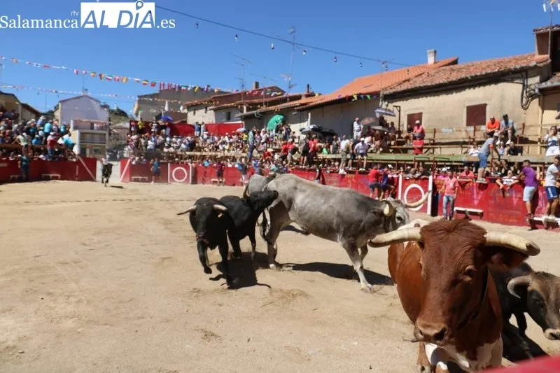 Segundo encierro de las fiestas de Vilvestre, festejo en el que se corrieron cuatro novillos de Hermanos Cañero / CORRAL 