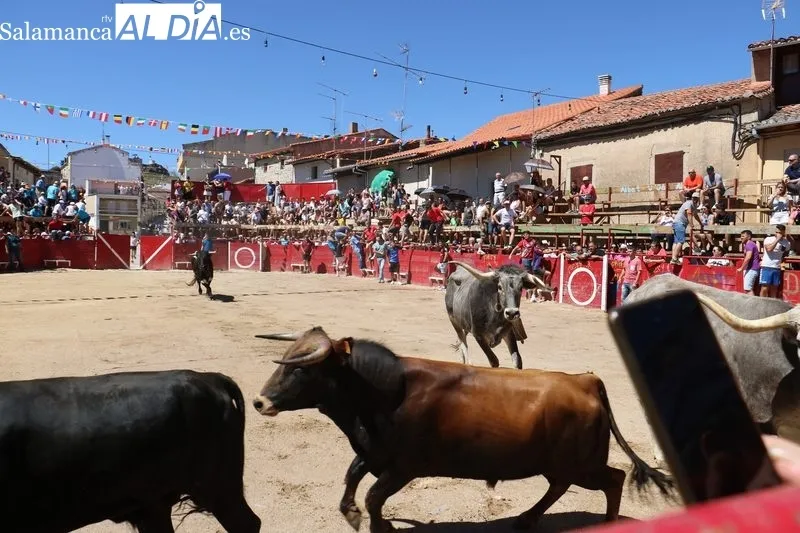 Segundo encierro de las fiestas de Vilvestre, festejo en el que se corrieron cuatro novillos de Hermanos Cañero / CORRAL 