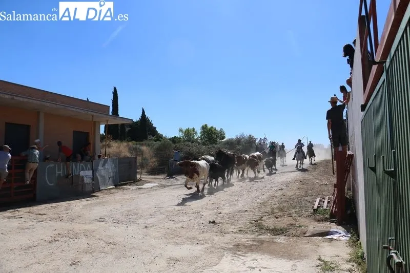 Accidentado encierro a caballo en Villavieja de Yeltes  / CORRAL
