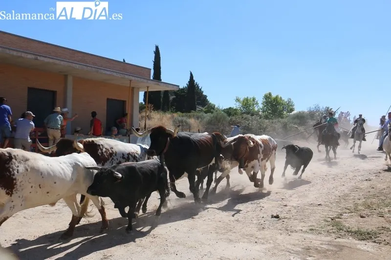 Accidentado encierro a caballo en Villavieja de Yeltes  / CORRAL