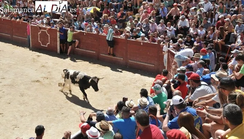 El segundo encierro a caballo ha sido rápido y limpio