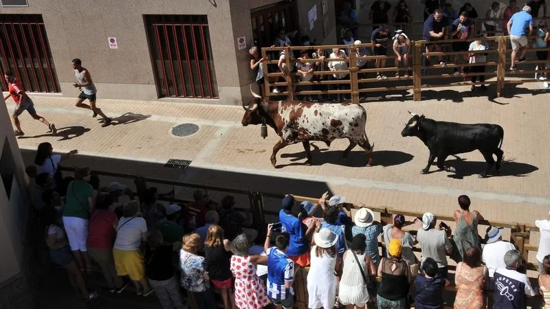 Foto 2 - Complicado encierro de los novillos de Galache en el tercer festejo de Lumbrales