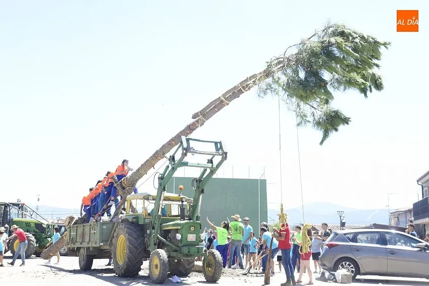 Foto 2 - El Sahugo iza el pino al estilo tradicional en honor a San Cayetano