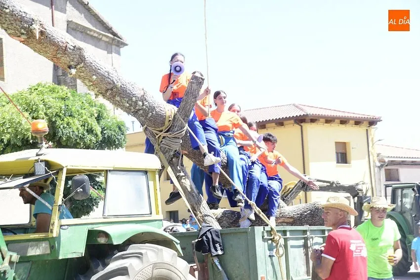 Foto 3 - El Sahugo iza el pino al estilo tradicional en honor a San Cayetano
