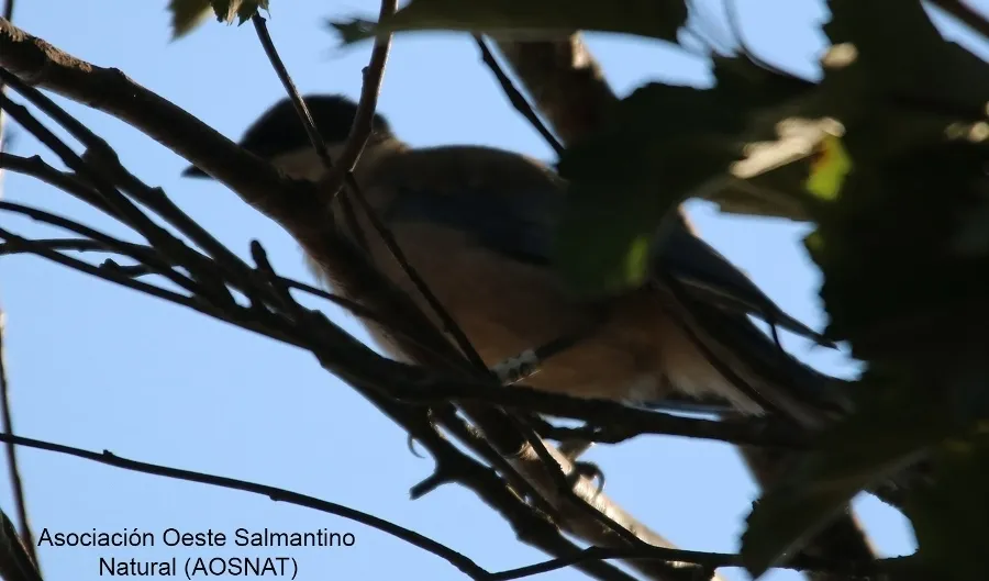 Foto 4 - AOSNAT anilla un centenar de aves en Martiago para realizarles un seguimiento