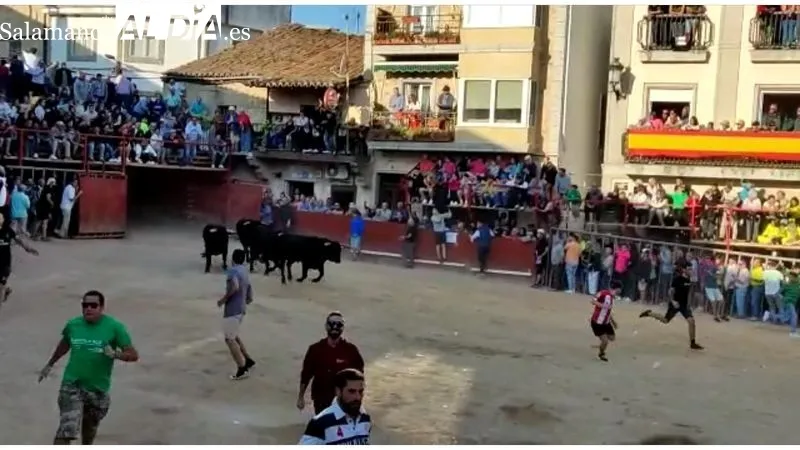 Tranquilo cuarto encierro de las fiestas de Aldeadávila en el que se corrieron cuatro novillos de Valdeflores 