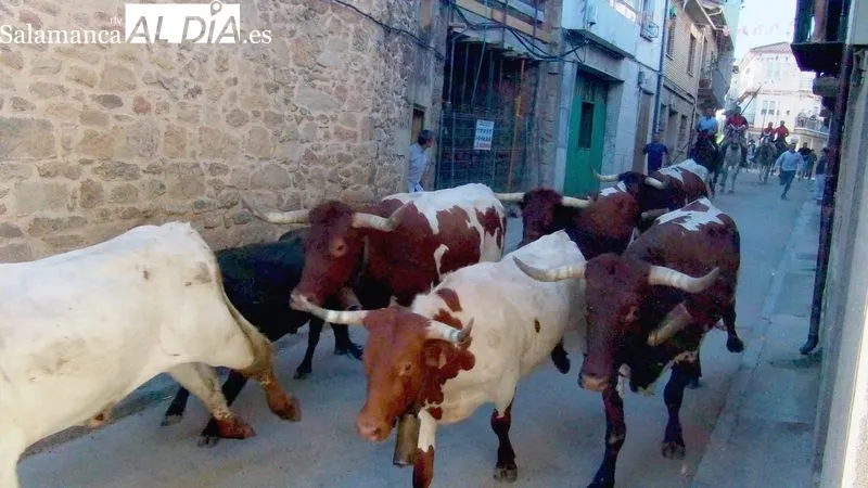 Encierro de Domingo López Chaves en Aldeadávila, primero de las fiestas / CORRAL 