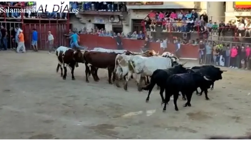 Tranquilo cuarto encierro de las fiestas de Aldeadávila en el que se corrieron cuatro novillos de Valdeflores 