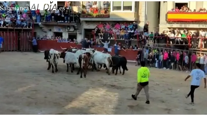 Tranquilo cuarto encierro de las fiestas de Aldeadávila en el que se corrieron cuatro novillos de Valdeflores 