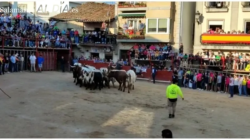Tranquilo cuarto encierro de las fiestas de Aldeadávila en el que se corrieron cuatro novillos de Valdeflores 