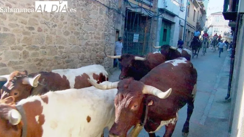 Encierro de Domingo López Chaves en Aldeadávila, primero de las fiestas / CORRAL 