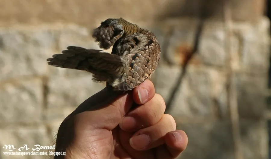 Foto 3 - AOSNAT anilla un centenar de aves en Martiago para realizarles un seguimiento