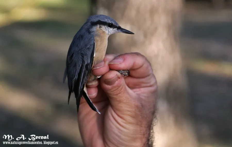 Foto 2 - AOSNAT anilla un centenar de aves en Martiago para realizarles un seguimiento
