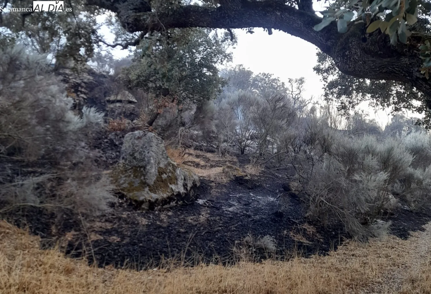 Los Bomberos de Vitigudino permanecían en el fuego ya con la noche metida  