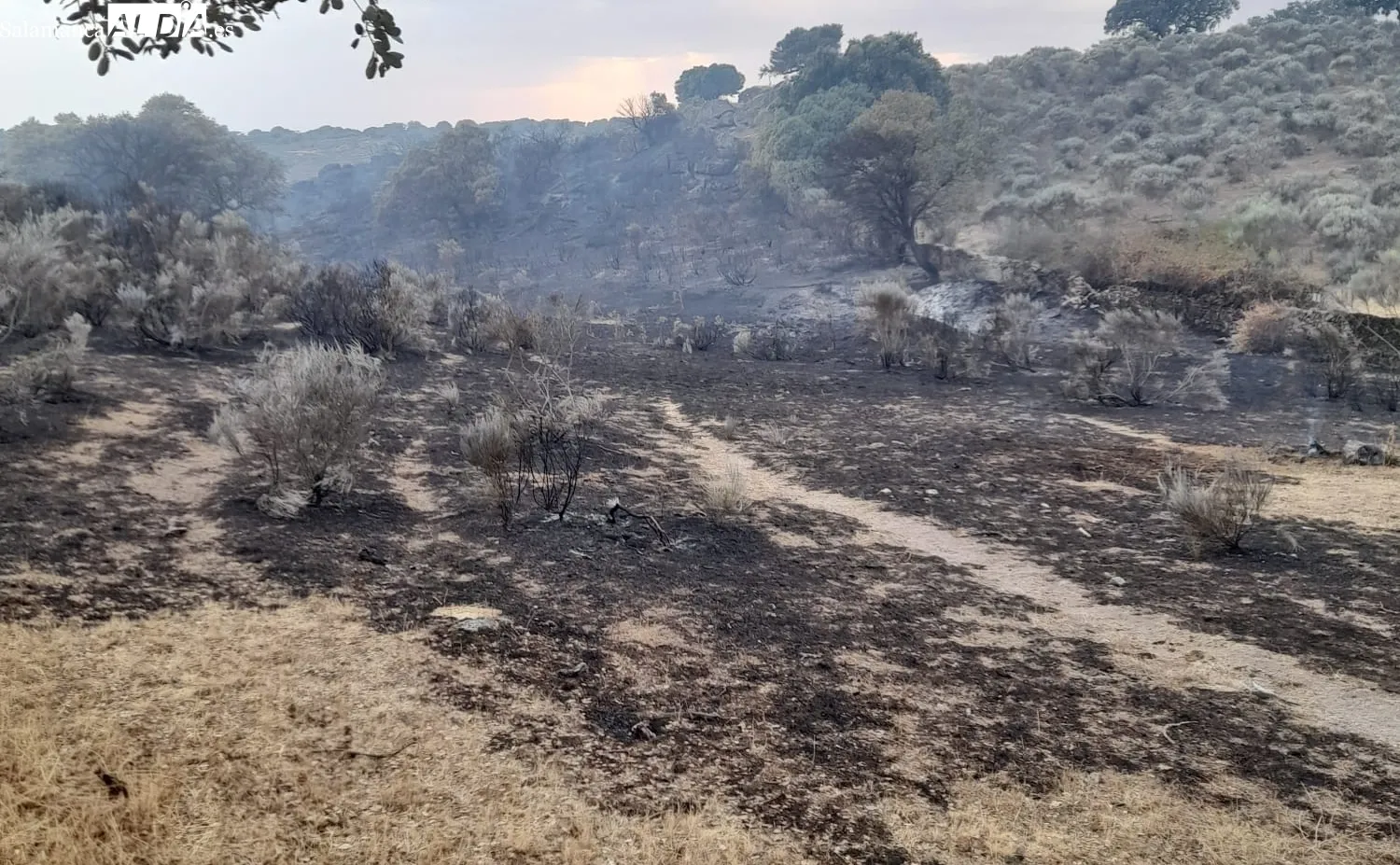 Los Bomberos de Vitigudino permanecían en el fuego ya con la noche metida  