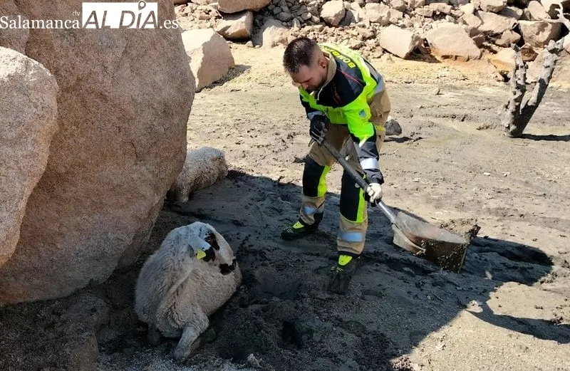 Rescate de varias ovejas en la presa de Almendra por los Bomberos de Vitigudino 